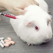 Thử nghiệm trên động vật: Nhật Bản có đang tụt hậu?